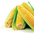 Отличить кормовую кукурузу от пищевой практически невозможно Заболевания у кроликов печени